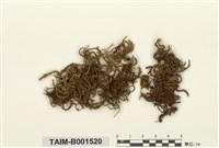 藏品(穗葉苔)的圖片